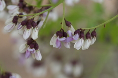 Dalbergia lanceolaria